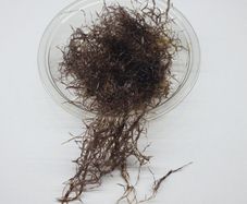 Caloglossa cf. beccarii (Red Moss) 30ml