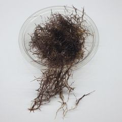 Caloglossa cf. beccarii (Red Moss) 30ml
