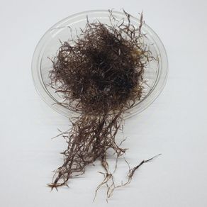 Caloglossa cf. beccarii (Red Moss) 30ml
