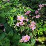 Herbaceous Perennials in 3 litre just  7.50 euro Image 3