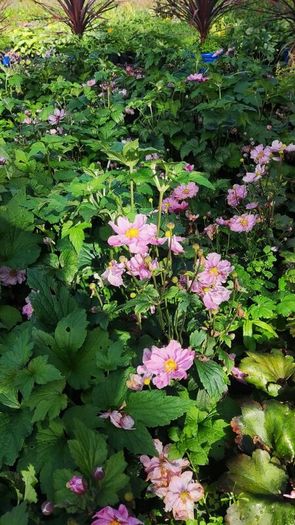 Herbaceous Perennials in 3 litre just  7.50 euro