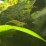 Fish Tank Neocaridina Shrimps Image 5