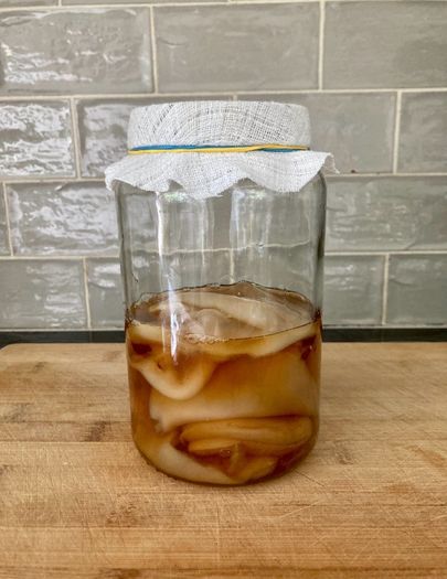 Organic kombucha scoby