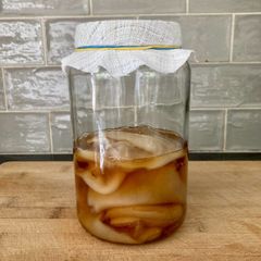 Organic kombucha scoby