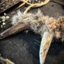 Flidais Deer Antler Tines Tips and Real Rabbit Fur Necklace Celtic Mythology Shamanic Image 2