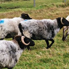 Organic Sheep