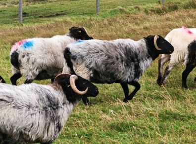 Organic Sheep