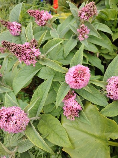 Plant