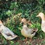 ducks Image 2