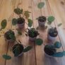 Mini Pilea Plants - 6cm Pots Image 3