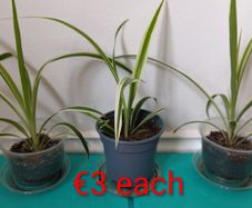 Spider plants