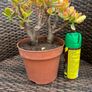 plant Image 2