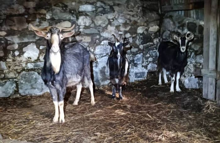 irish goats
