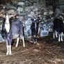 irish goats Image 4