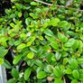 Flowering Shrubs, Evergreen Plants Image 9