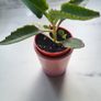 Kalanchoe Daigremontia. Mother of thousands young plant Image 2