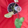 Philodendron Whipple Way mint Image 3