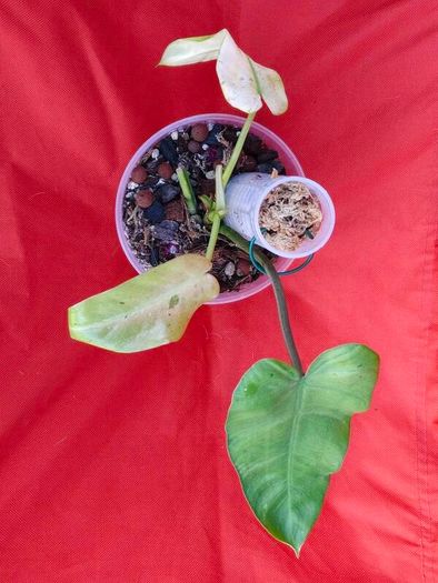 Philodendron Whipple Way mint
