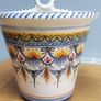 Cuban Oregano Plant with ceramic pot Image 10