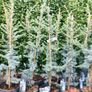 Atlas Cedar Tree Image 3