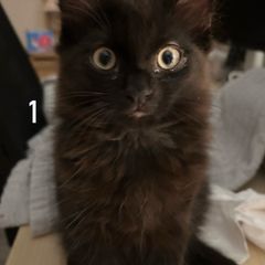 2 quarter persian kittens