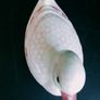 Vinage Pink Spongeware  Duck figurine Image 4