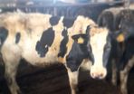 Bulling heifers