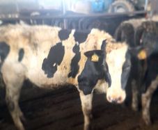 Bulling heifers