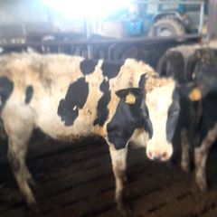 Bulling heifers