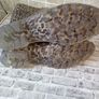 ladies fashion wellingtons size 41 Image 3