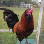 Rooster Image 3
