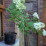 Hydrangea Image 2