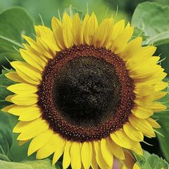 (S) Sunflower seeds 20g (approx. 350 seeds)
