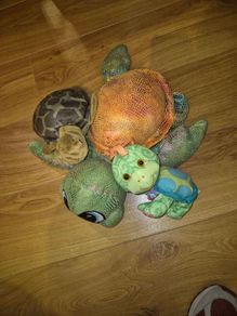 turtles