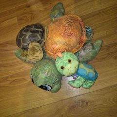 turtles