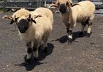 Pedigree Blacknose ewe due to lamb end August 2026