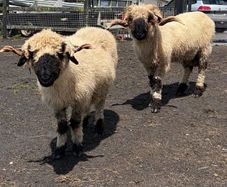 Pedigree Blacknose ewe due to lamb end August 2026