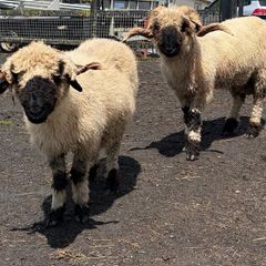 Pedigree Blacknose ewe due to lamb end August 2026