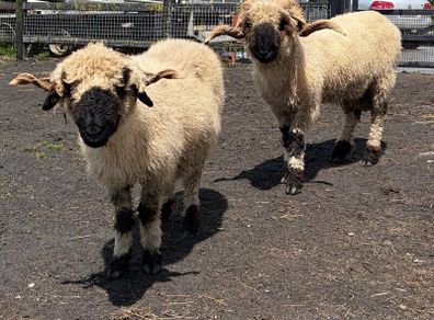 Pedigree Blacknose ewe due to lamb end August 2026