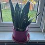 Plant Image 3