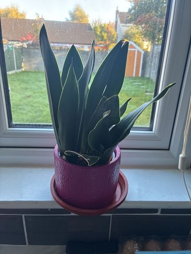 Plant