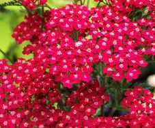 plants