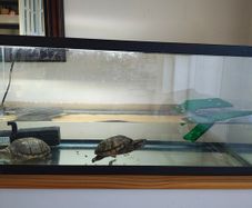 Two musk turtles and aquarium