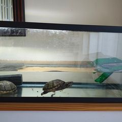 Two musk turtles and aquarium
