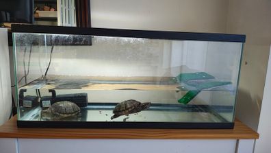 Two musk turtles and aquarium