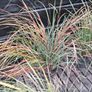 Selection of grasses Image 3