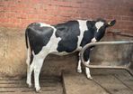 High production European autumn in calve heifers
