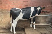 High production European autumn in calve heifers