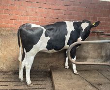 High production European autumn in calve heifers