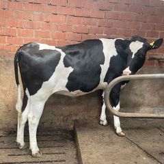 High production European autumn in calve heifers